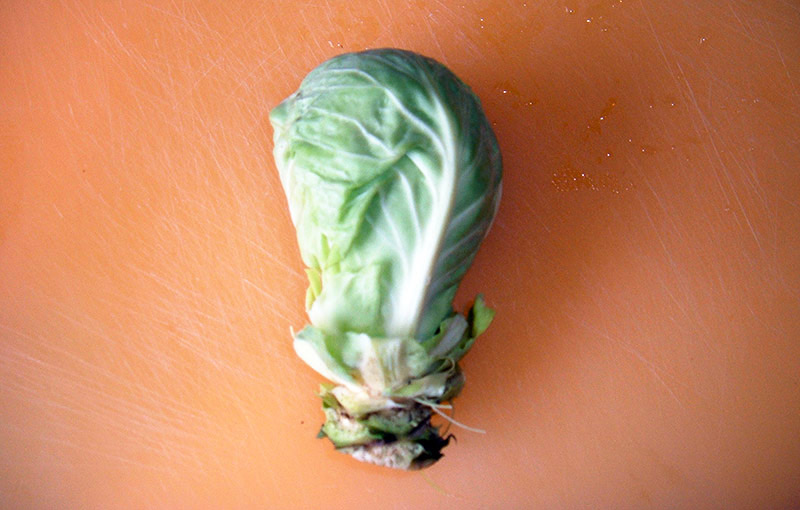 world-cup-cabbage
