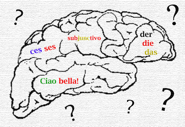 language_brain