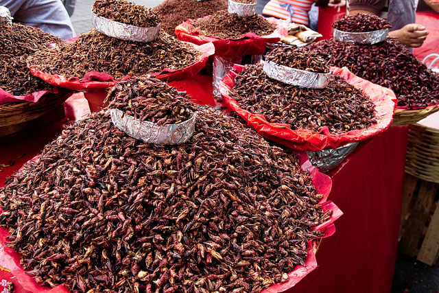 chapulines