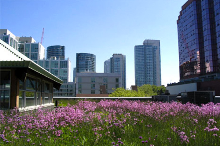 Photo-Green-Roofs-Toronto