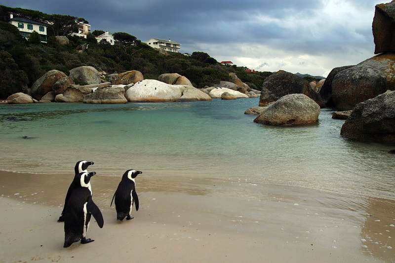 penguins Cape Town