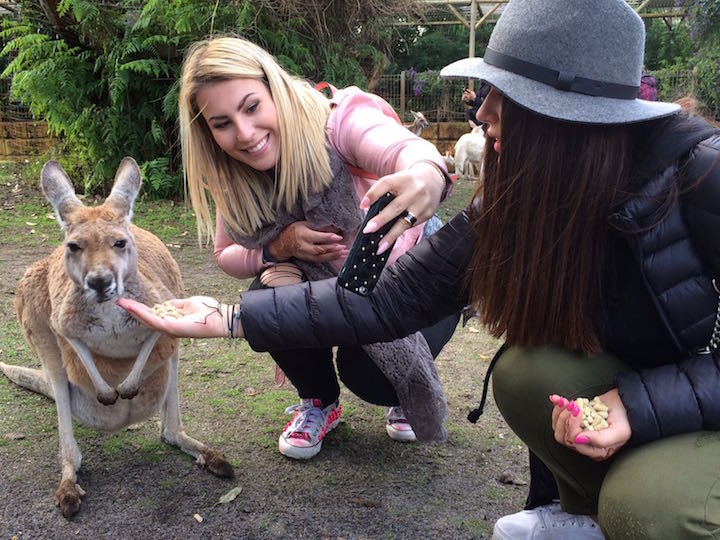 Feeding kangaroo