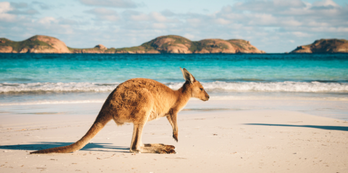 Canguro en la playa
