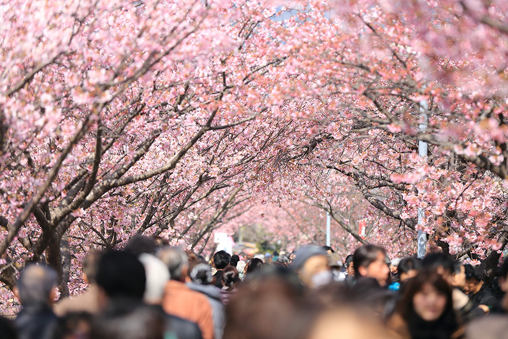 Sakura Picnic